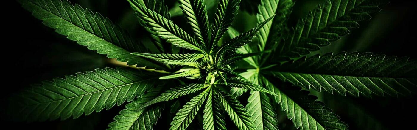Banner Edelhanf | Edelhanf - Ihr Premium CBD Shop