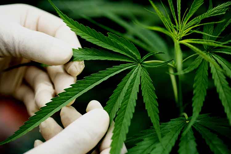 Cannabisblaetter | Edelhanf - Ihr Premium CBD Shop