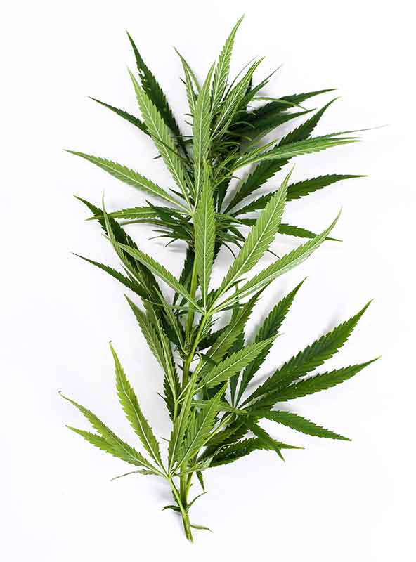 Cannabisstaengel | Edelhanf - Ihr Premium CBD Shop