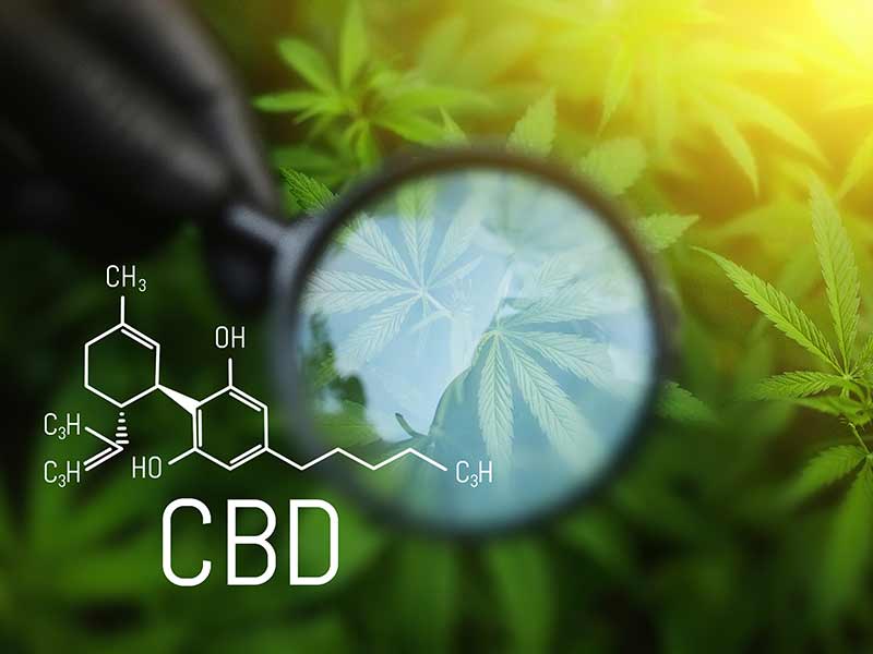 Endocannabinoid System - endocannabinoidsystem endocannabinoidsystem - Edelhanf - Ihr Premium CBD Shop