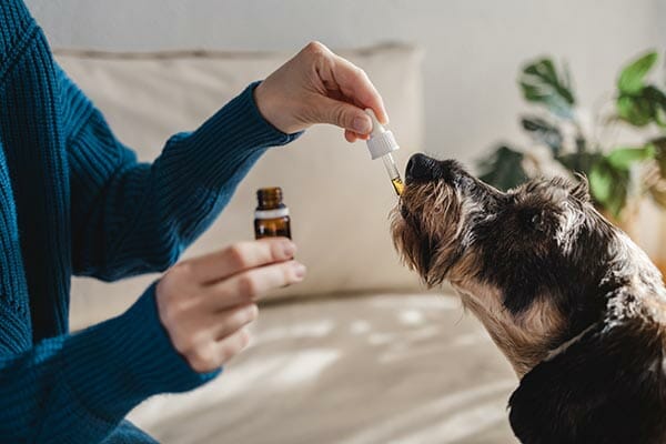 Bestes CBD Öl Hunde Testsieger - CBD Oel Hund CBD Oel Hund - Edelhanf - Ihr Premium CBD Shop