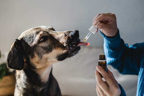 Bestes CBD Öl Hunde Testsieger - cbd Oel hund 2 cbd Oel hund 2 - Edelhanf - Ihr Premium CBD Shop