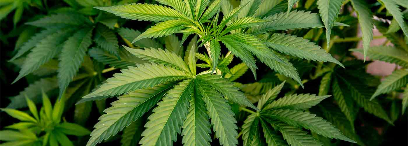 Edelhanf Cannabis Background | Edelhanf - Ihr Premium CBD Shop