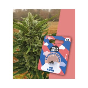 Holy Hemp OG Kush Cannabis Samen