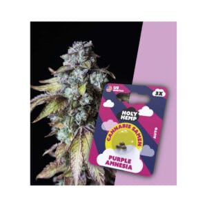 Holy Hemp Purple Amnesia Cannabis Samen