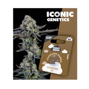 Holy Hemp Cookies XL Cannabis Samen