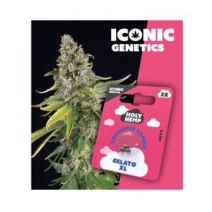 Holy Hemp Gelato XL Cannabis Samen