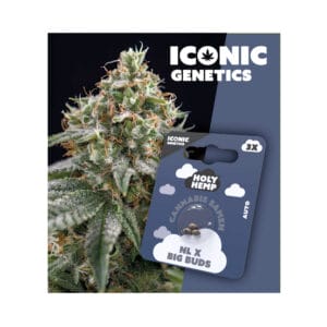 Holy Hemp NL x Big Buds Iconic Cannabis Samen