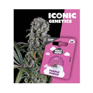 Holy Hemp Purple Punch Cannabis Samen