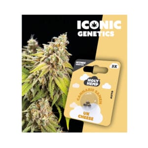 Holy Hemp UK CHeese Cannabis Samen