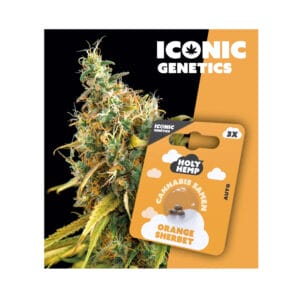 Holy Hemp Orange Sherbet Cannabis Samen