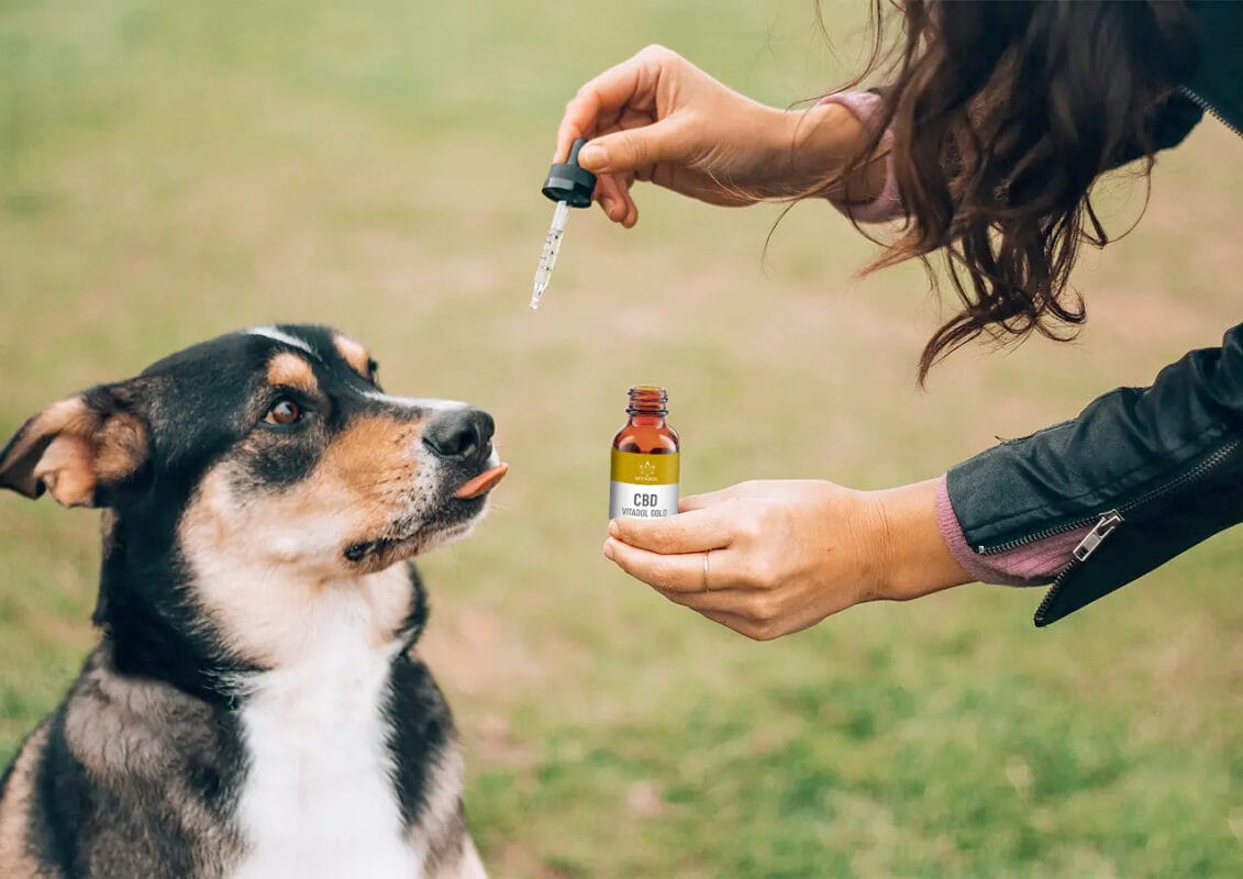 CBD HUND GEFAEHLICH | Edelhanf - Ihr Premium CBD Shop