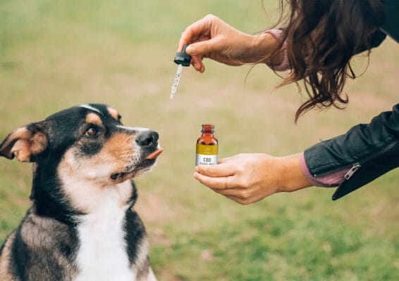 CBD HUND GEFAEHLICH | Edelhanf - Ihr Premium CBD Shop