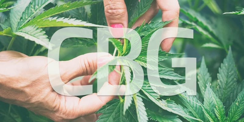 CBG | Edelhanf - Ihr Premium CBD Shop