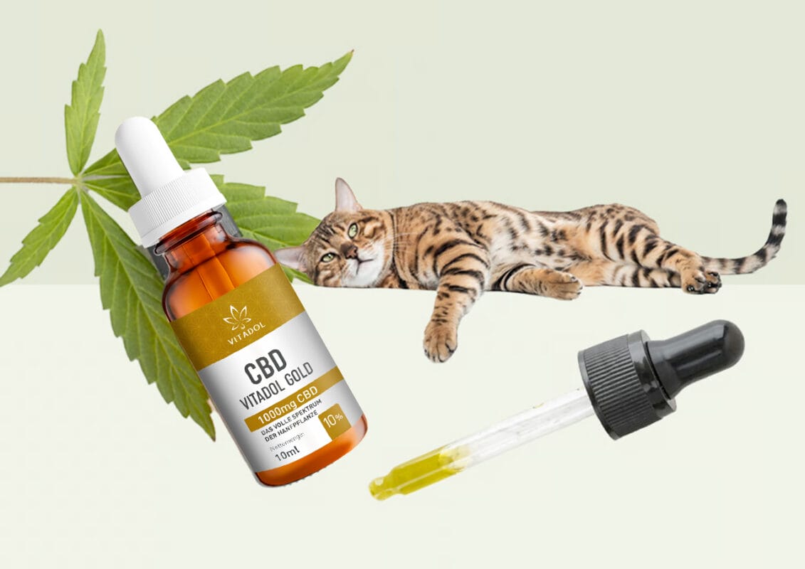 Die Besten Schmerzmittel für Katzen - Hausmittel und was zu beachten ist | Schmerzmittel Katzen Schmerzmittel Katzen | Edelhanf - Ihr Premium CBD Shop