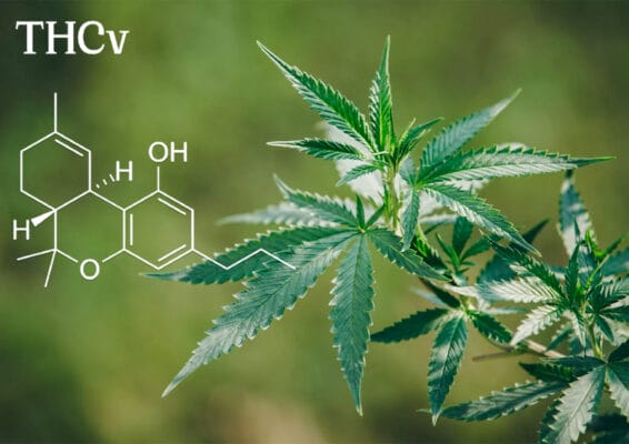 THCv | Edelhanf - Ihr Premium CBD Shop