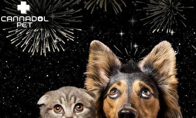 silvester tiere | Edelhanf - Ihr Premium CBD Shop