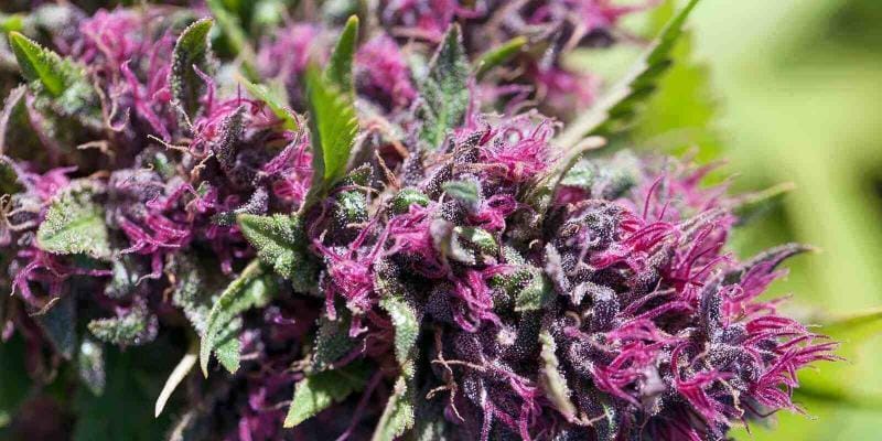 Cannabisblueten | Edelhanf - Ihr Premium CBD Shop