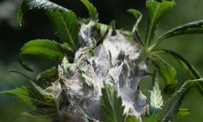 Cannabisblueten Schimmel erkennen | Edelhanf - Ihr Premium CBD Shop