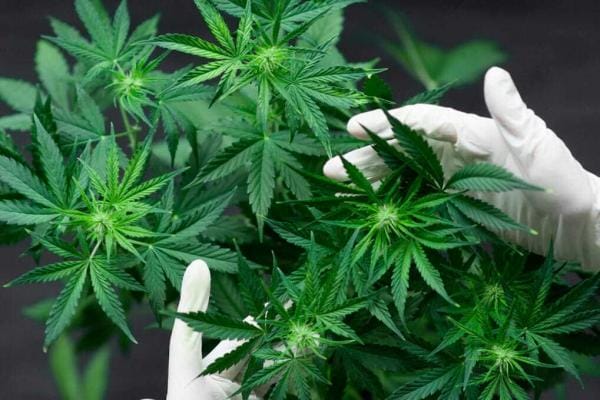 Cannabispflanze kaufen | Edelhanf - Ihr Premium CBD Shop