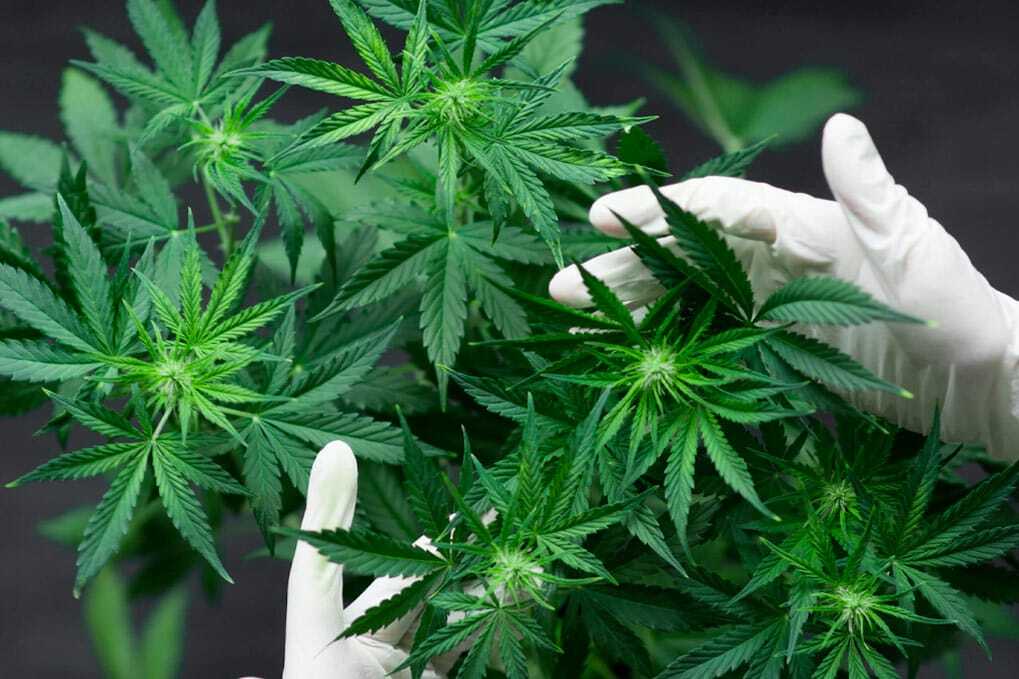 Cannabispflanze kaufen | Edelhanf - Ihr Premium CBD Shop