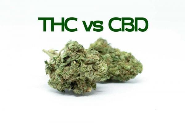 Hanfblueten THC vs CBD | Edelhanf - Ihr Premium CBD Shop