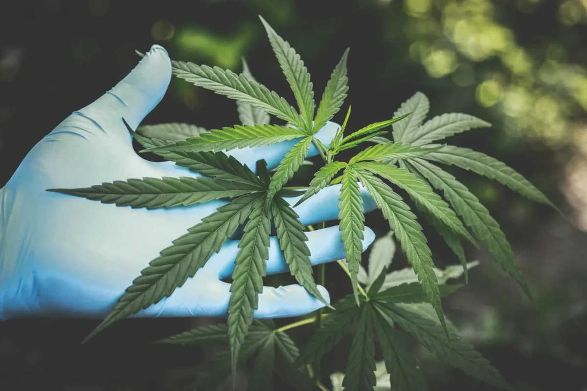cannabis ernte | Edelhanf - Ihr Premium CBD Shop