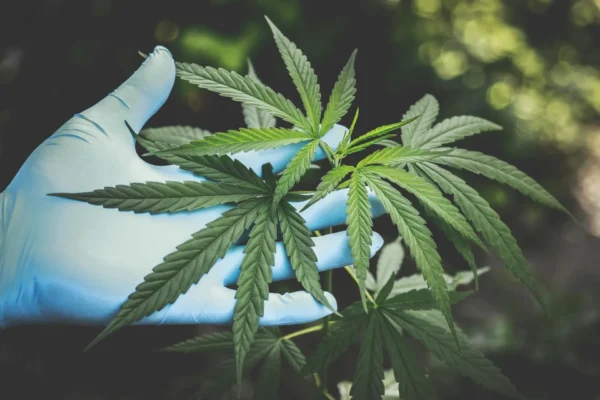 cannabis ernte | Edelhanf - Ihr Premium CBD Shop