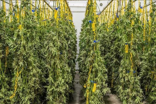 dry room cannabis | Edelhanf - Ihr Premium CBD Shop