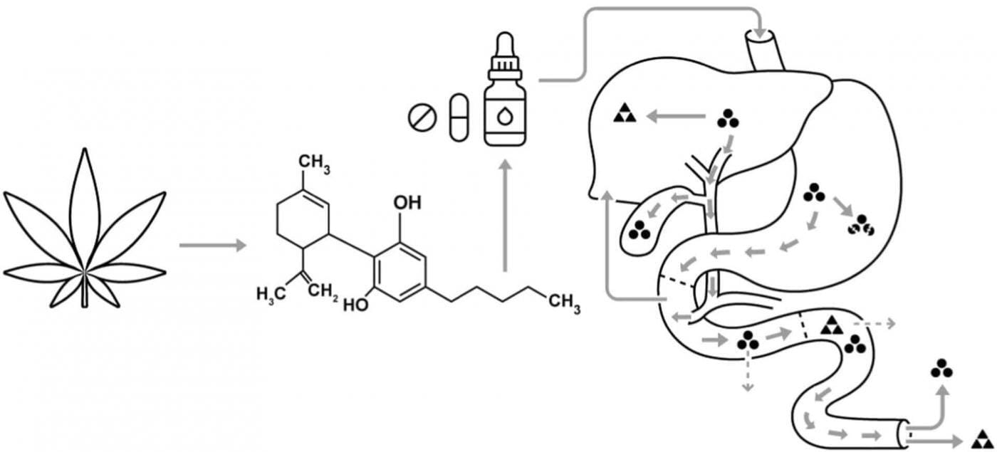 thc abbau 1 | Edelhanf - Ihr Premium CBD Shop