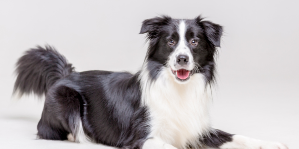 Beitragsbild hund | Edelhanf - Ihr Premium CBD Shop