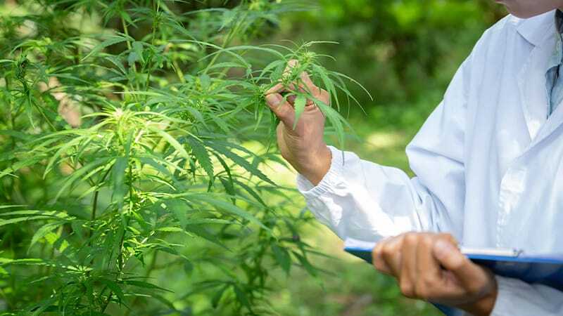 CBD Bueten Unterschiede | Edelhanf - Ihr Premium CBD Shop