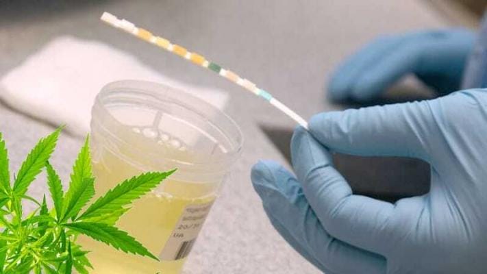 Cannabis im Urin nachweisbar | Edelhanf - Ihr Premium CBD Shop