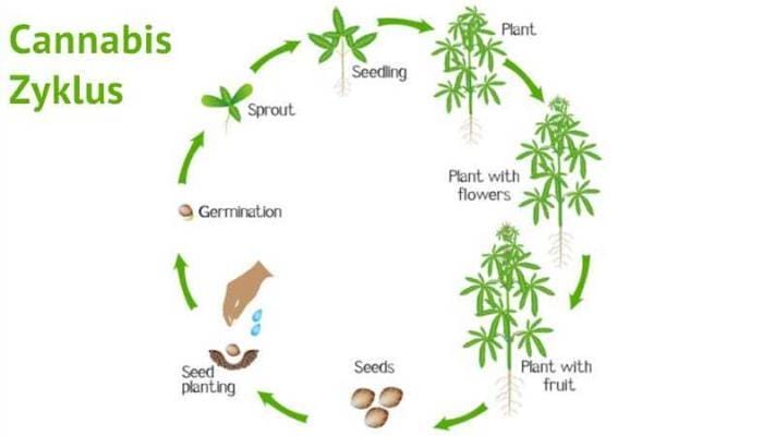 Cannabis wachstums zyklus | Edelhanf - Ihr Premium CBD Shop