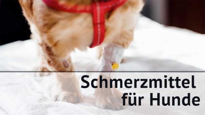 Entzuendungshemmende Schmerzmittel Hunde | Edelhanf - Ihr Premium CBD Shop