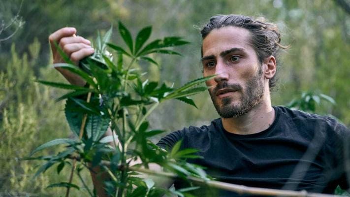 Impakt Cannabis konsum | Edelhanf - Ihr Premium CBD Shop