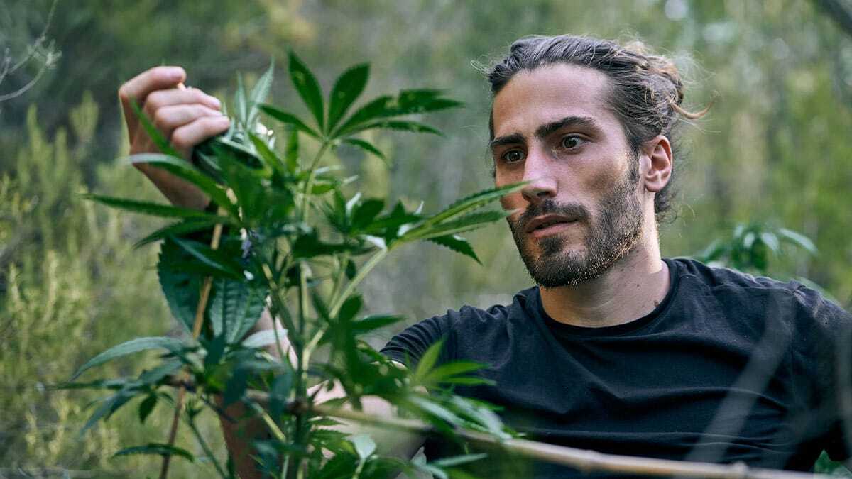 Impakt Cannabis konsum | Edelhanf - Ihr Premium CBD Shop