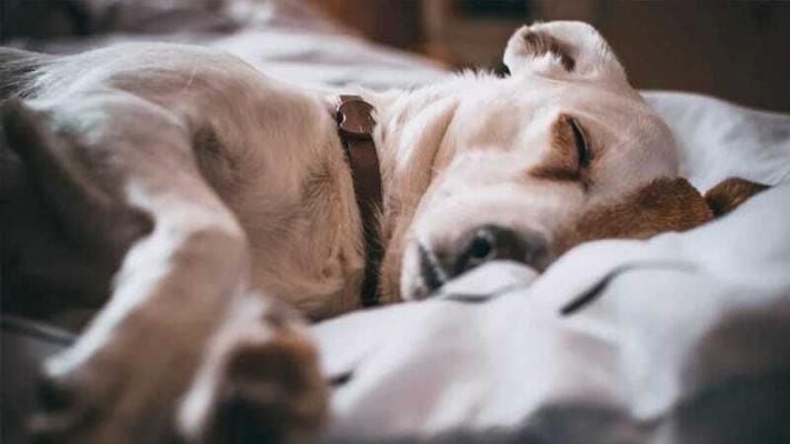Menschliche Schmerzmittel Hunde | Edelhanf - Ihr Premium CBD Shop
