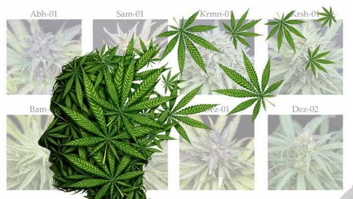 cannabis sorten wirkung | Edelhanf - Ihr Premium CBD Shop