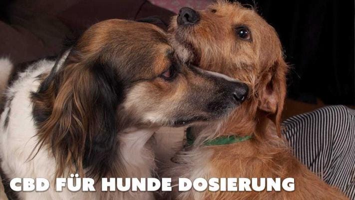 cbd fuer hunde dosieruyng | Edelhanf - Ihr Premium CBD Shop