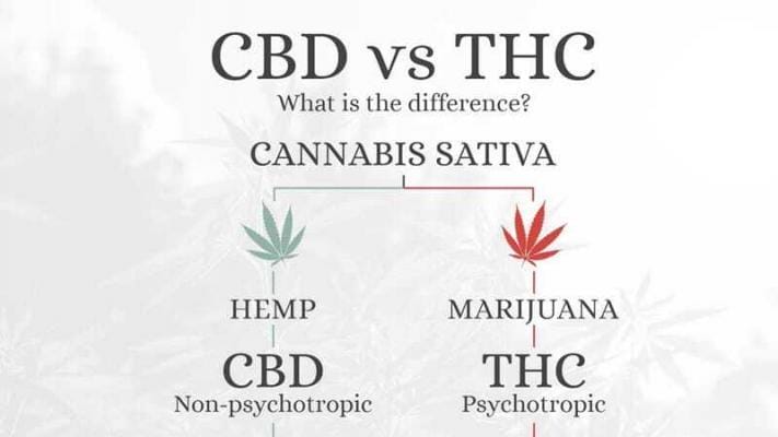 macht cbd high | Edelhanf - Ihr Premium CBD Shop