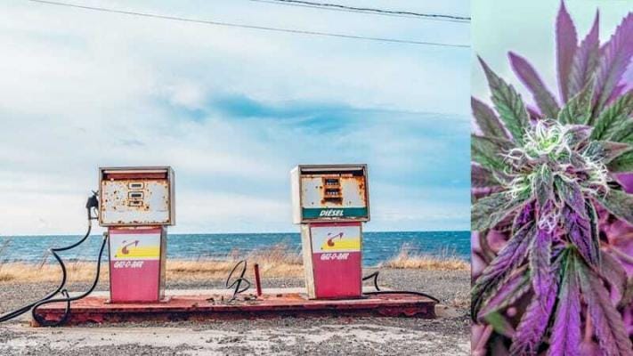 cbd gras tankstelle | Edelhanf - Ihr Premium CBD Shop