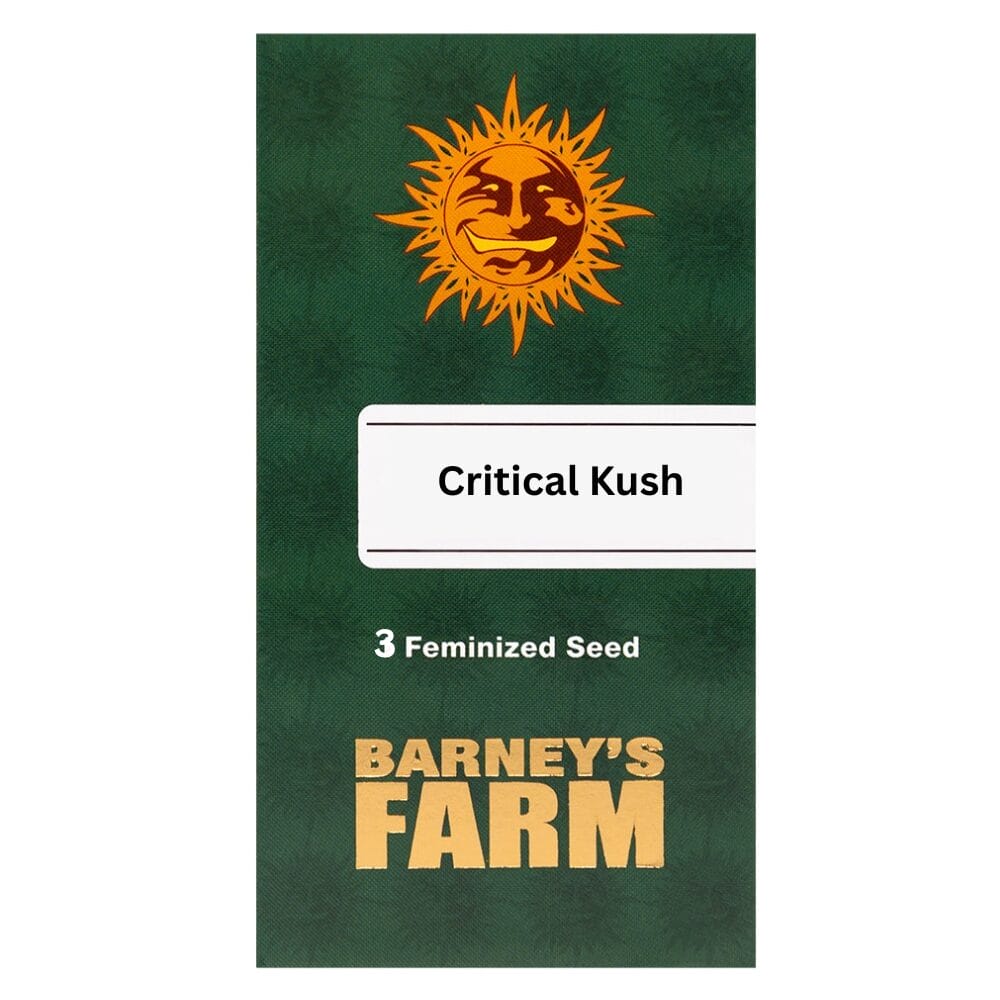 Barneys Farm Critical Kush Cannabis Samen Full Season | Barneys Farm Critical Kush Feminised 1 Barneys Farm Critical Kush Cannabis Samen Full Season – Bild 2