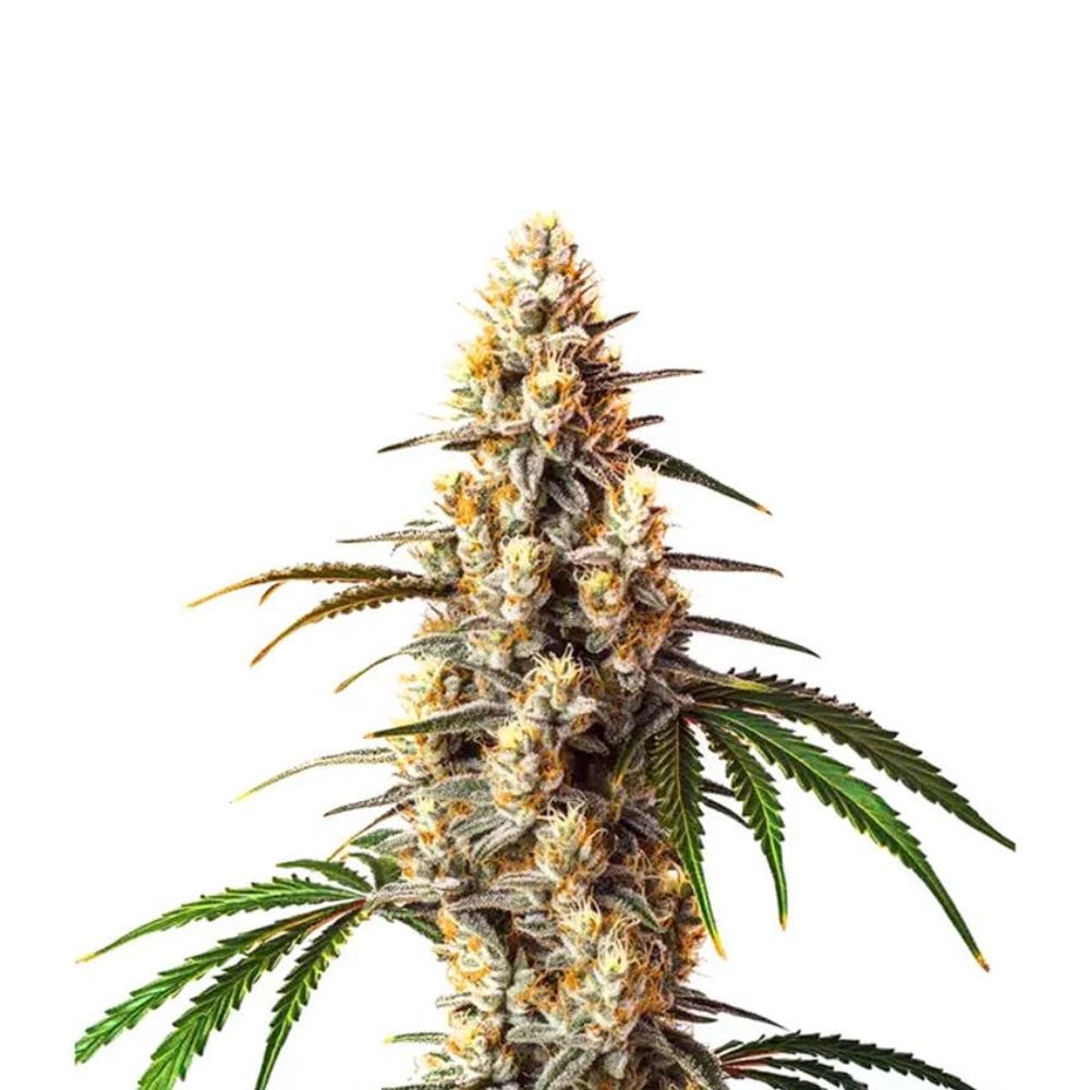 Barneys Farm Critical Kush Cannabis Samen Full Season | Barneys Farm Critical Kush Feminised Barneys Farm Critical Kush feminisierte Cannabis Samen
