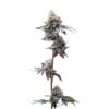Barneys Farm GMO Cookies Cannabis Samen