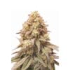 Barneys Farm Gorilla Zkittlez Cannabis Samen