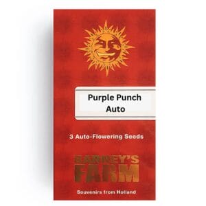 Alternative view of Barneys Farm Purple Punch Cannabis Samen Auto Flowering