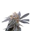 Dutch Passion Blue Zushi Cannabis Samen | Dutch Passion Blue Zushi Feminised Dutch Passion Blue Zushi Cannabis Samen