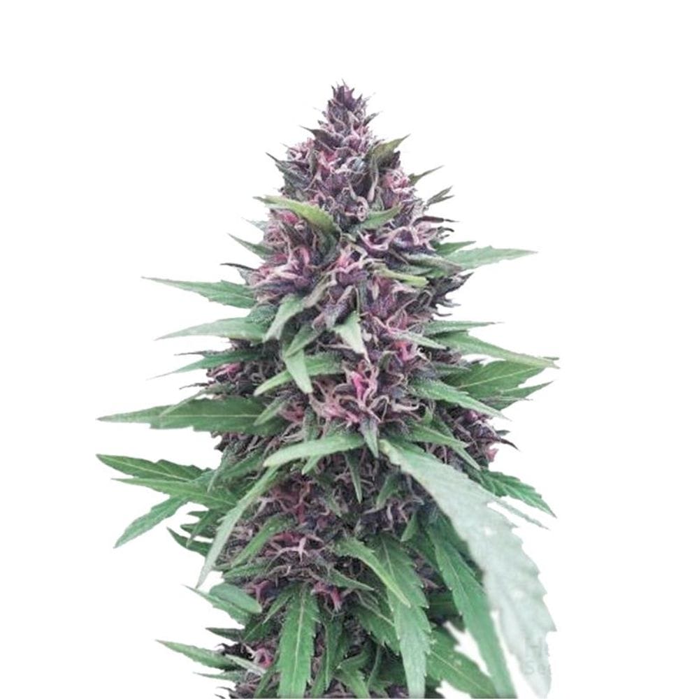 Dutch Passion Shaman Cannabis Samen | Dutch Passion Seeds Shaman Dutch Passion Shaman Cannabis Samen