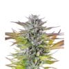 Royal Queen Seeds Watermelon Cannabis Samen Full Season | Royal Queen Watermelon Royal Queen Seeds Watermelon Cannabis Samen